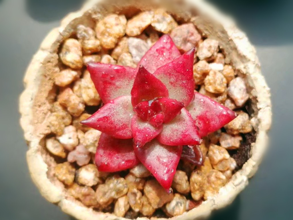 多肉想要变色怎么养,多肉早晚温差多大最容易上色