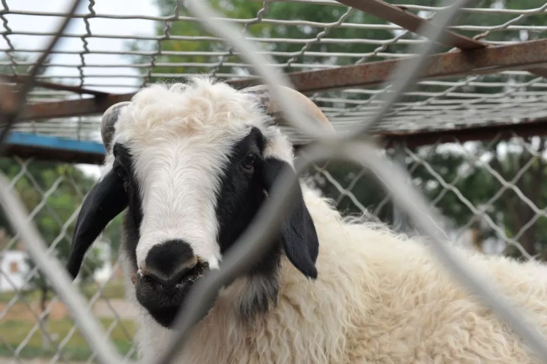 内蒙羊肉与盐池滩羊肉,新疆羊肉和盐池滩羊肉