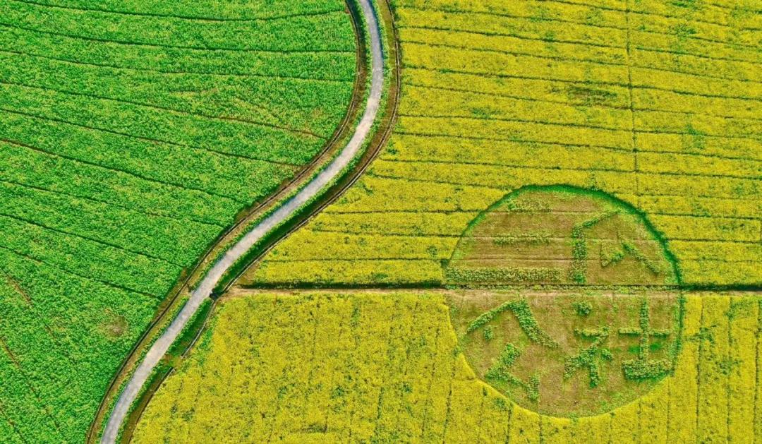 合肥最美的春天景点,合肥春天有哪些好玩的景点