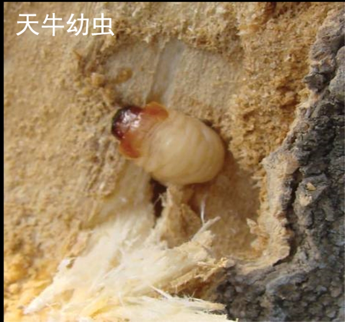 天牛钻心虫最佳防治方法,如何防治天牛类枝干害虫