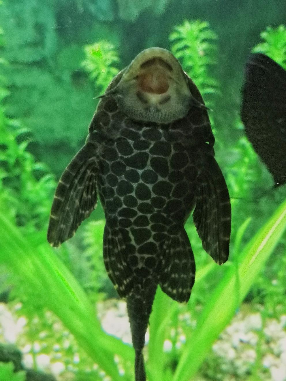 清道夫鱼可以清理鱼缸吗,清道夫鱼能清理鱼缸的垃圾吗