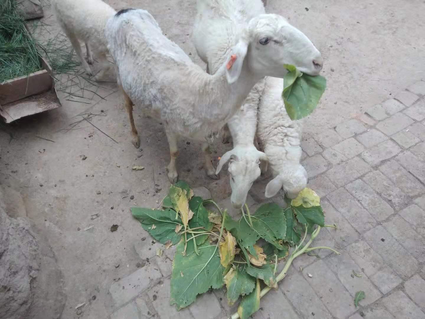 养羊容易出现的问题,养羊应注意的六大误区