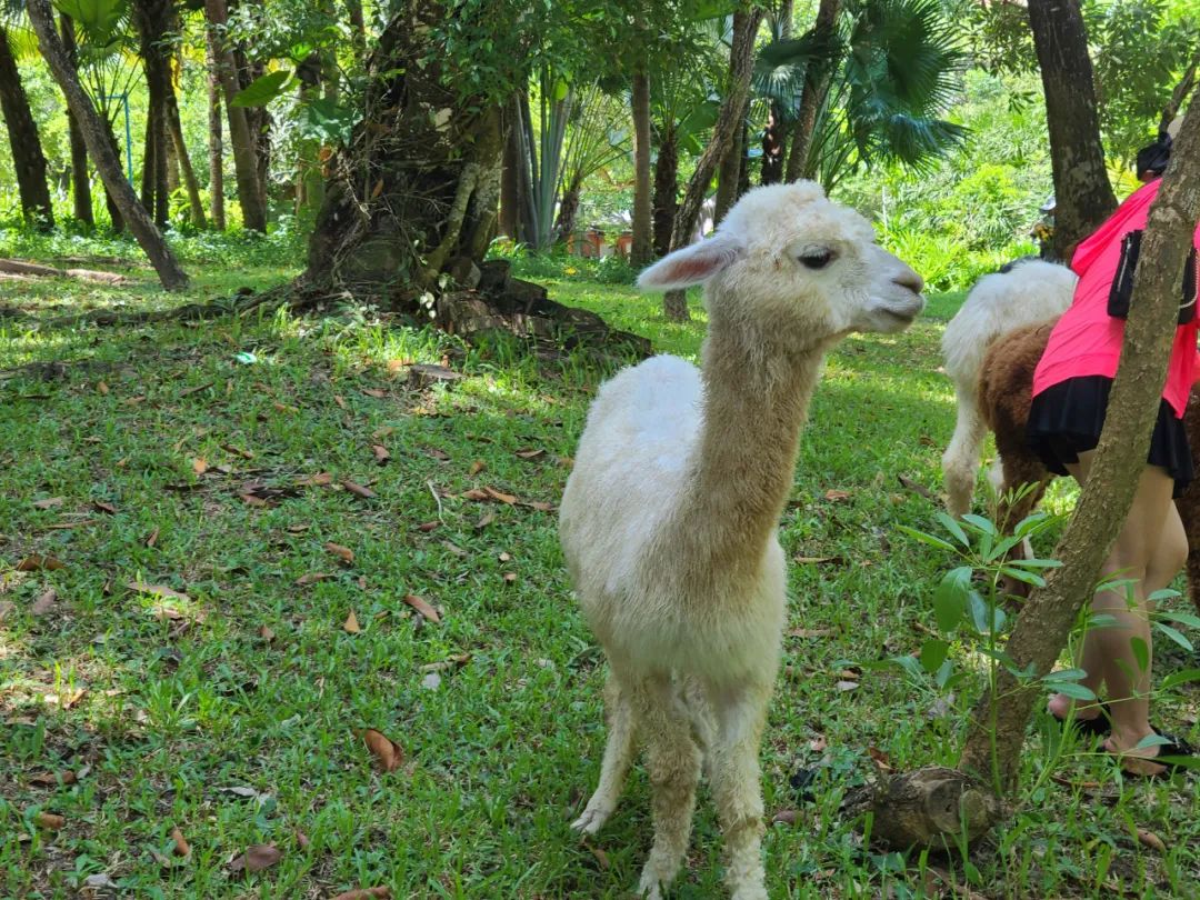 海南之行记录全集,海南之行的记录