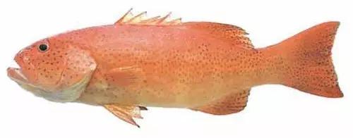 十种受欢迎的海鲜鱼类,最名贵的海鲜鱼类