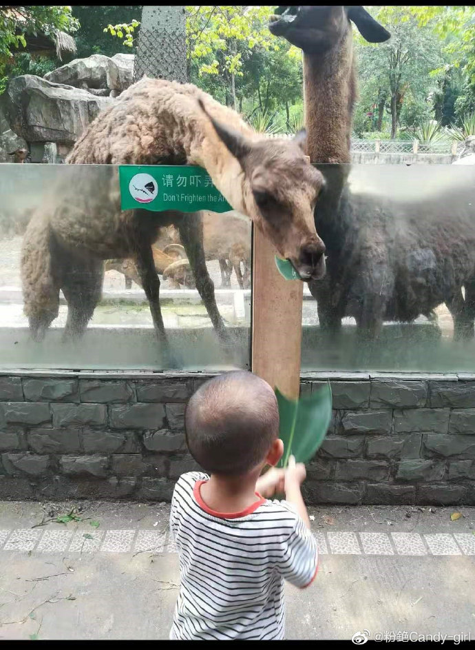 20块钱穷鬼的广州动物园之旅,第二次带你去广州动物园玩