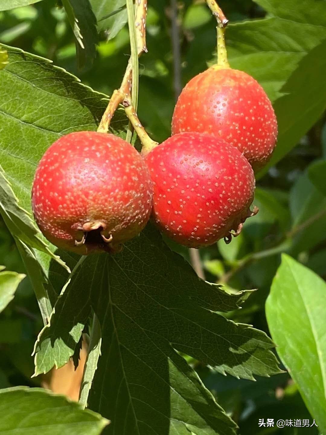 悟空推倒人参果树找不到师傅哭了,悟空是如何复活人参果树的