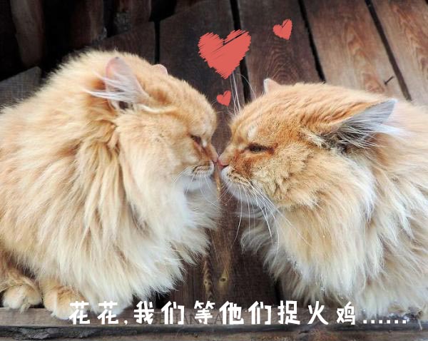 圣诞节的喵星人霸气又略萌,猫奴必看!又骗我养猫?