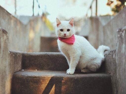 中华田园橘白猫脾气好吗,中华田园白猫配什么猫