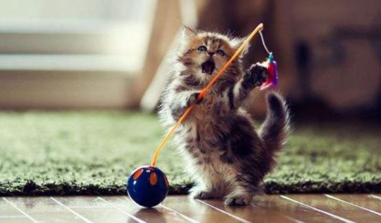 猫咪舔毛是为了清洁么,猫咪舔毛时有哪些不能做的