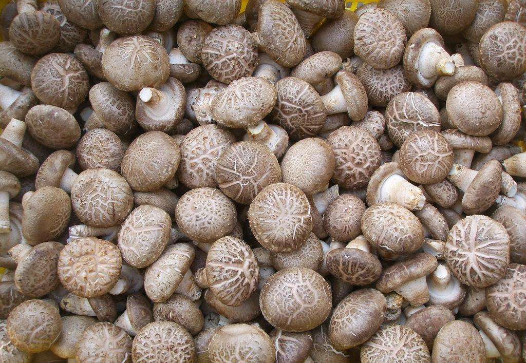 在家养可以吃的蘑菇,喜欢吃蘑菇和西兰花