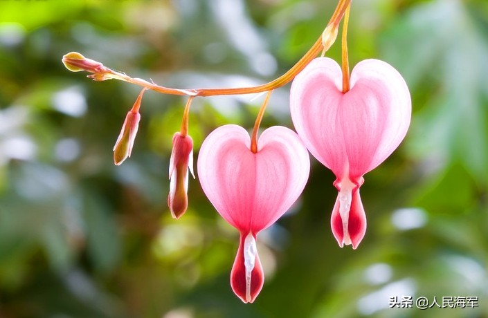 军医马群,子承父业的医生