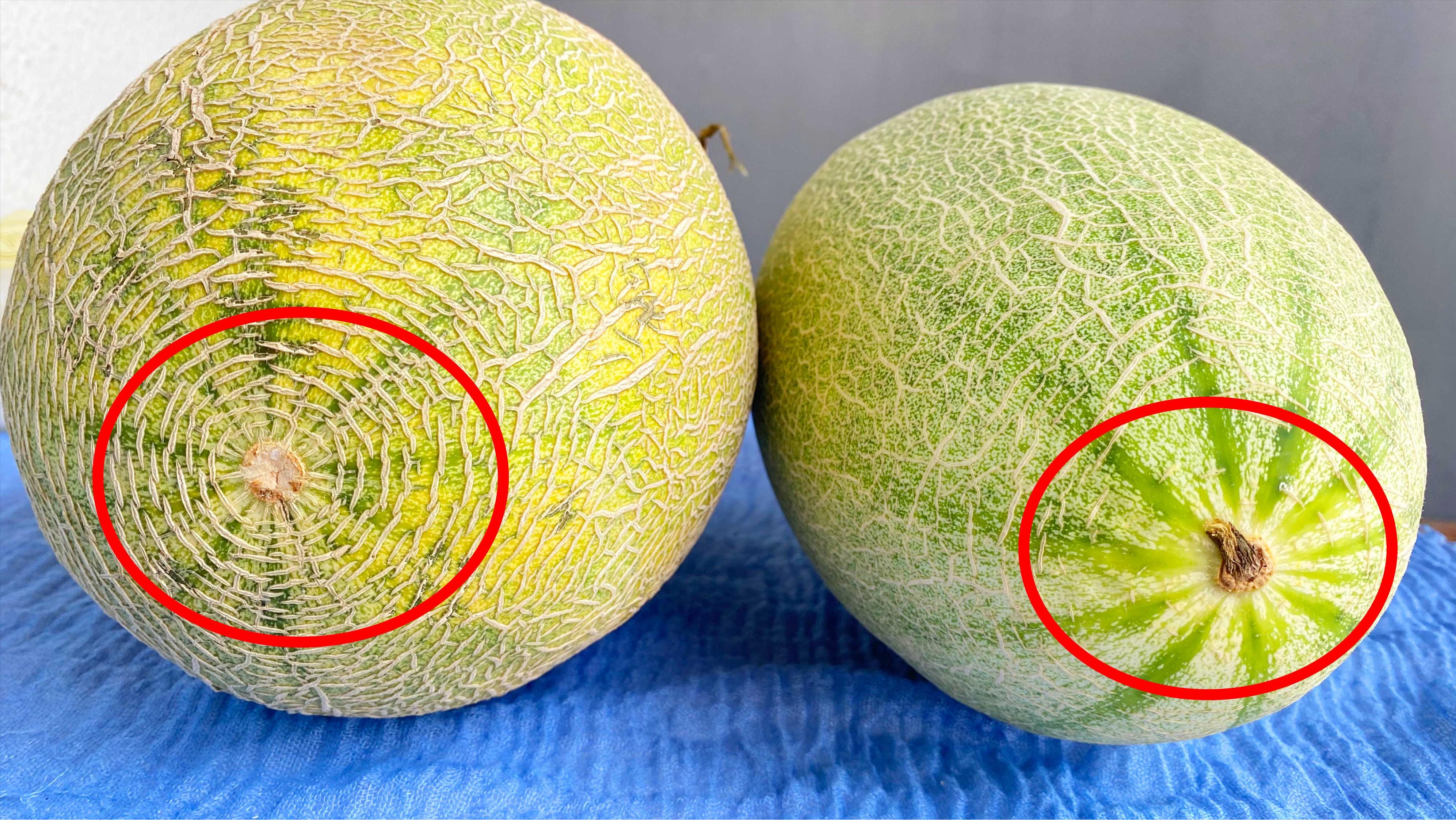 如何选哈密瓜选得又大又甜,果农教你选哈密瓜