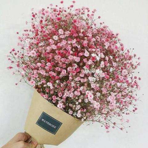 教师节给老师送什么花好,教师节应该给老师送什么花最合适