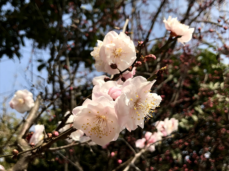 春至牛首，世凹春妆，画中徜徉，处处诗章-游南京江宁世凹桃源