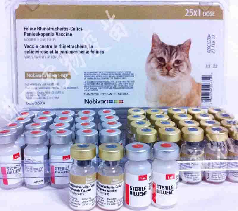 宠物医生在宠物医院看病,宠物医生告诉你该怎么办