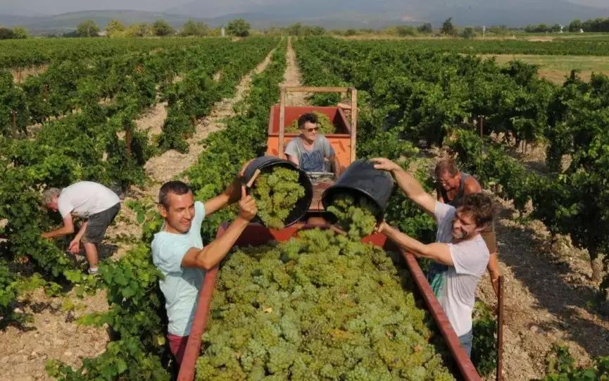 法国葡萄园干活,在法国上班