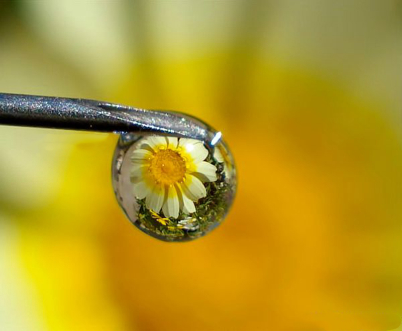 拍摄水滴花技巧,水珠花微距拍摄技巧