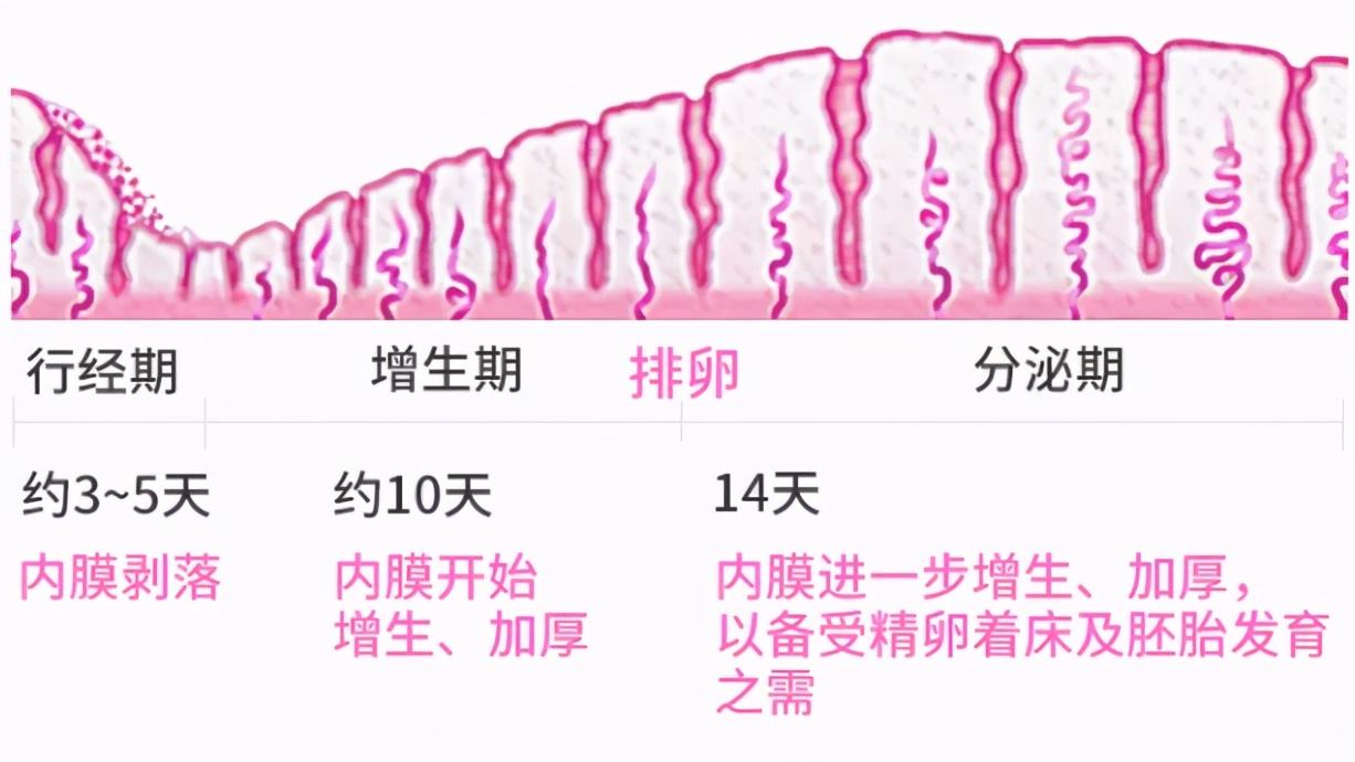 子宫内膜分为几种型,子宫内膜a还是b适合移植