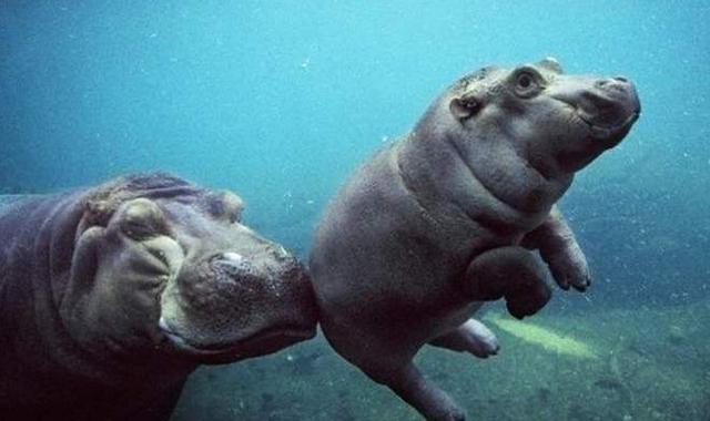 霸王龙真正的样子长什么样,霸王龙长什么样子真正的图片