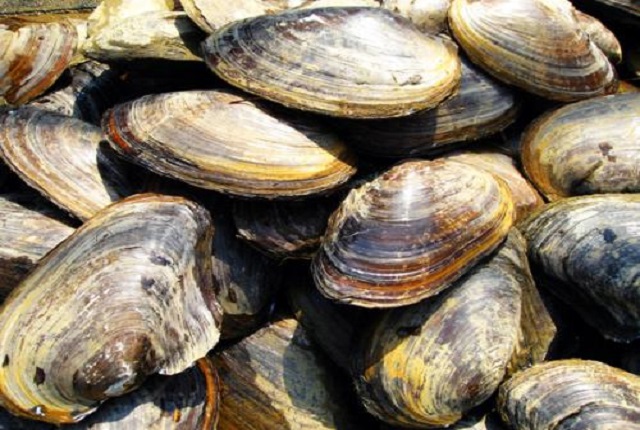 珍珠除了有欣赏价值还有什么用,珍珠的光泽有哪些秘密