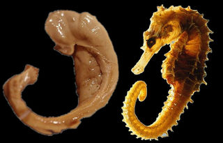 儿童脑炎引起癫痫吃什么药控制,小孩脑炎惊厥怎么办