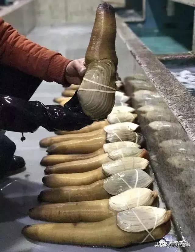 水煮贝壳类海鲜煮多久,海边海鲜用什么水煮好吃