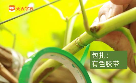 怎样能促进葡萄早成熟,葡萄上市新方法