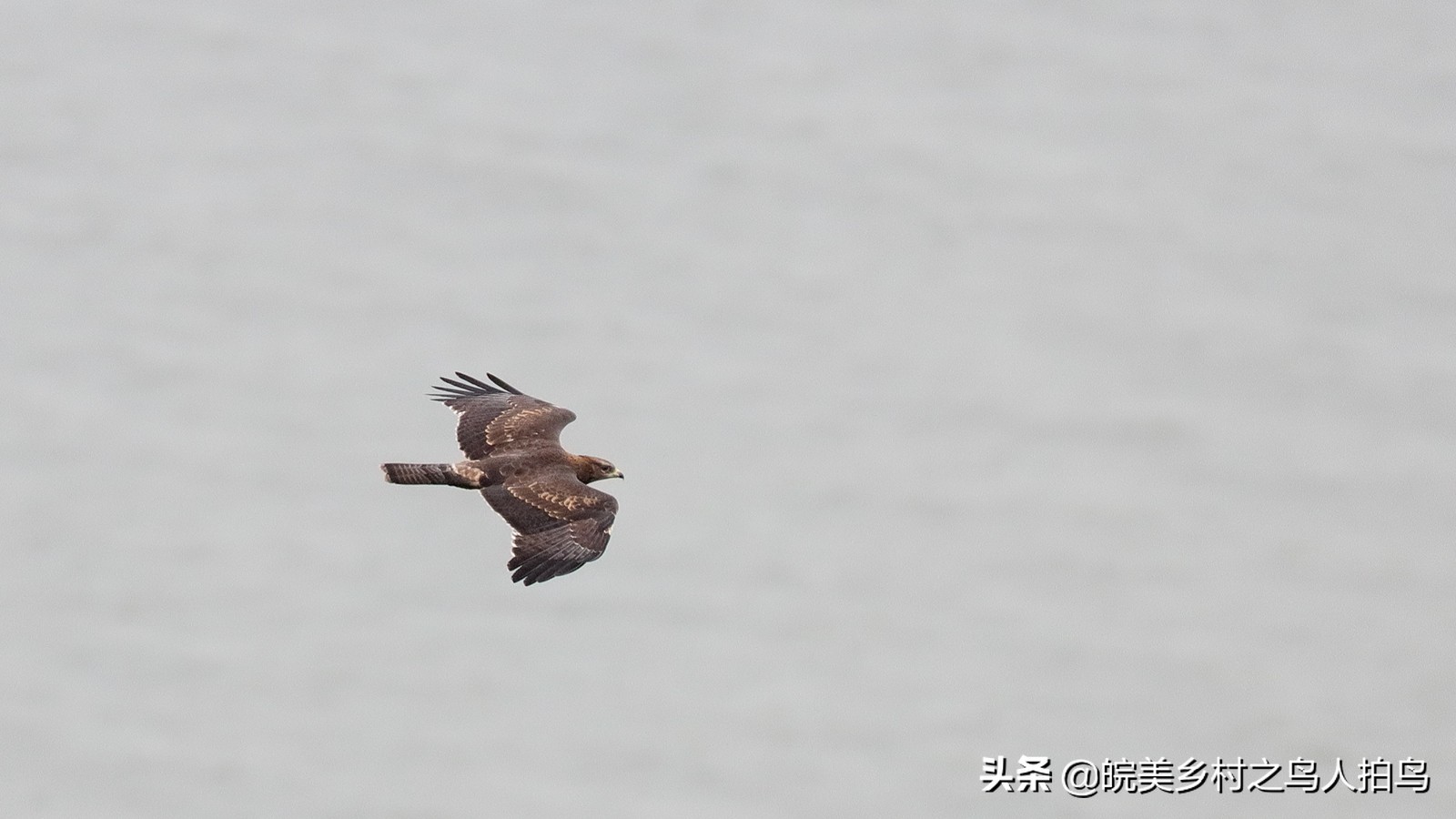 喜欢吃蜜蜂的鹰,吃蜂的鸟