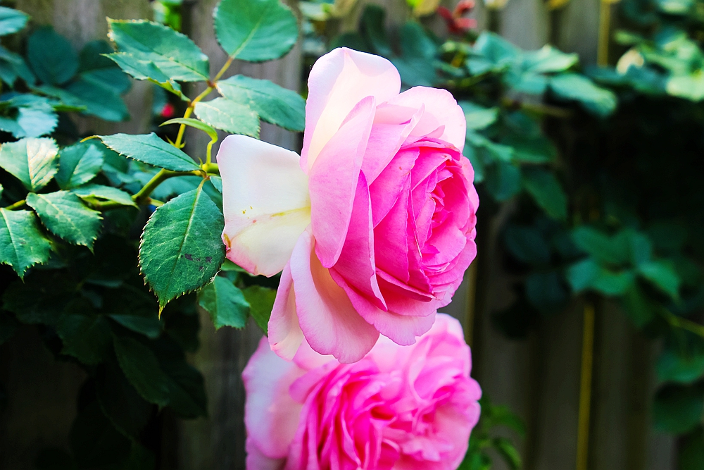 月季被称为花中皇后的故事,月季是国花还是市花