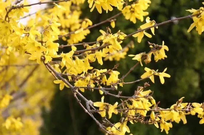 看到花的时候,不知是什么花?那就收下这份百花图谱