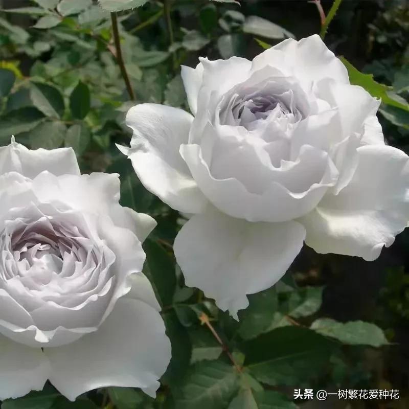 蓝紫青龙月季优缺点,天狼蓝紫月季