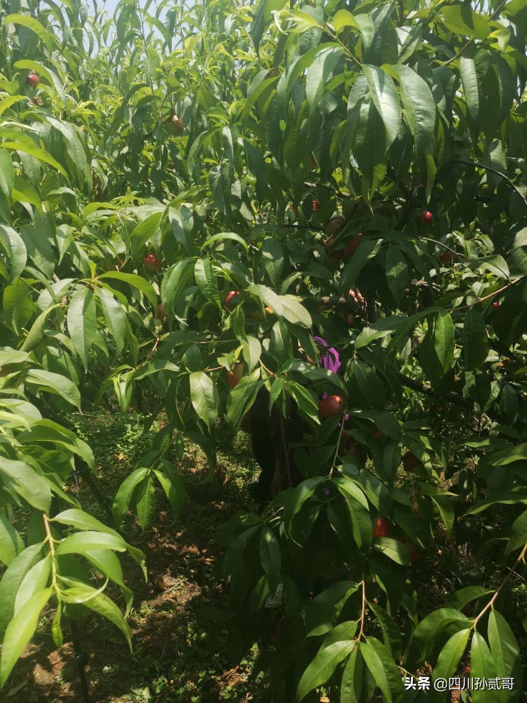 老村长农村电商,老村长农副产品直播间