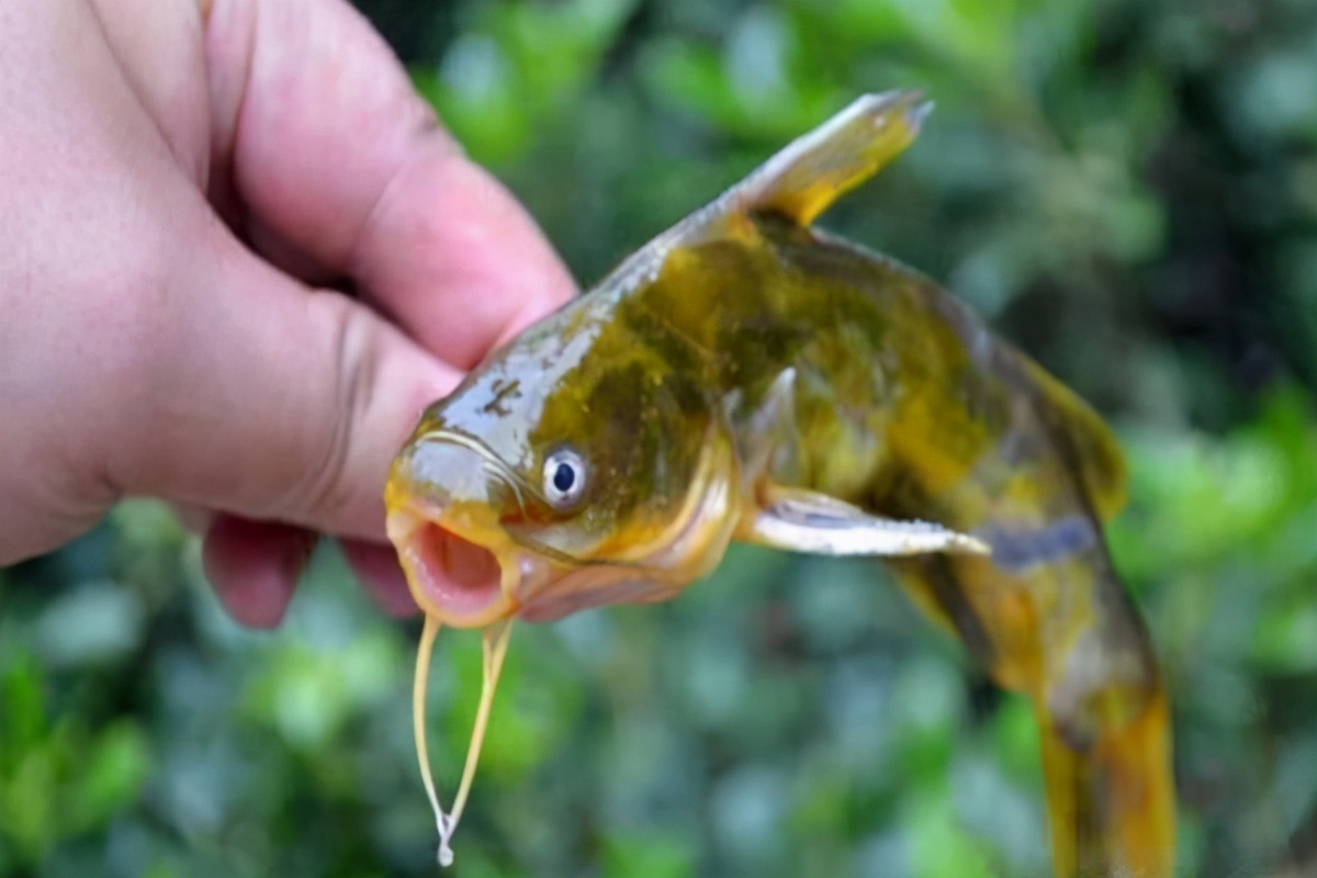 黄颡鱼最新治疗方法,黄颡鱼裂头病要怎么治疗