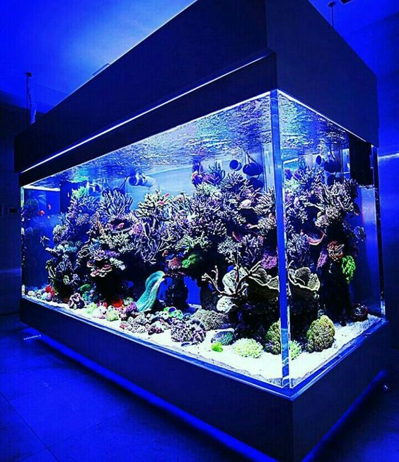 鱼缸换一次滤材，硝化系统崩溃了，看注意事项，原来该这么换