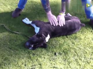 狗狗突然抽搐倒地怎么办,狗狗玩耍时受伤情绪低落