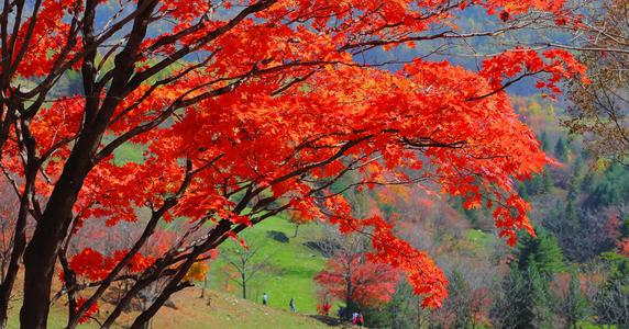 枫醉秋色叶叶红，又“为问东风吹老，几度枫江兰径，千里转平芜”