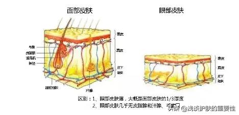 女人要想保养好皮肤吃什么最好,女人要想皮肤紧致必须力量训练