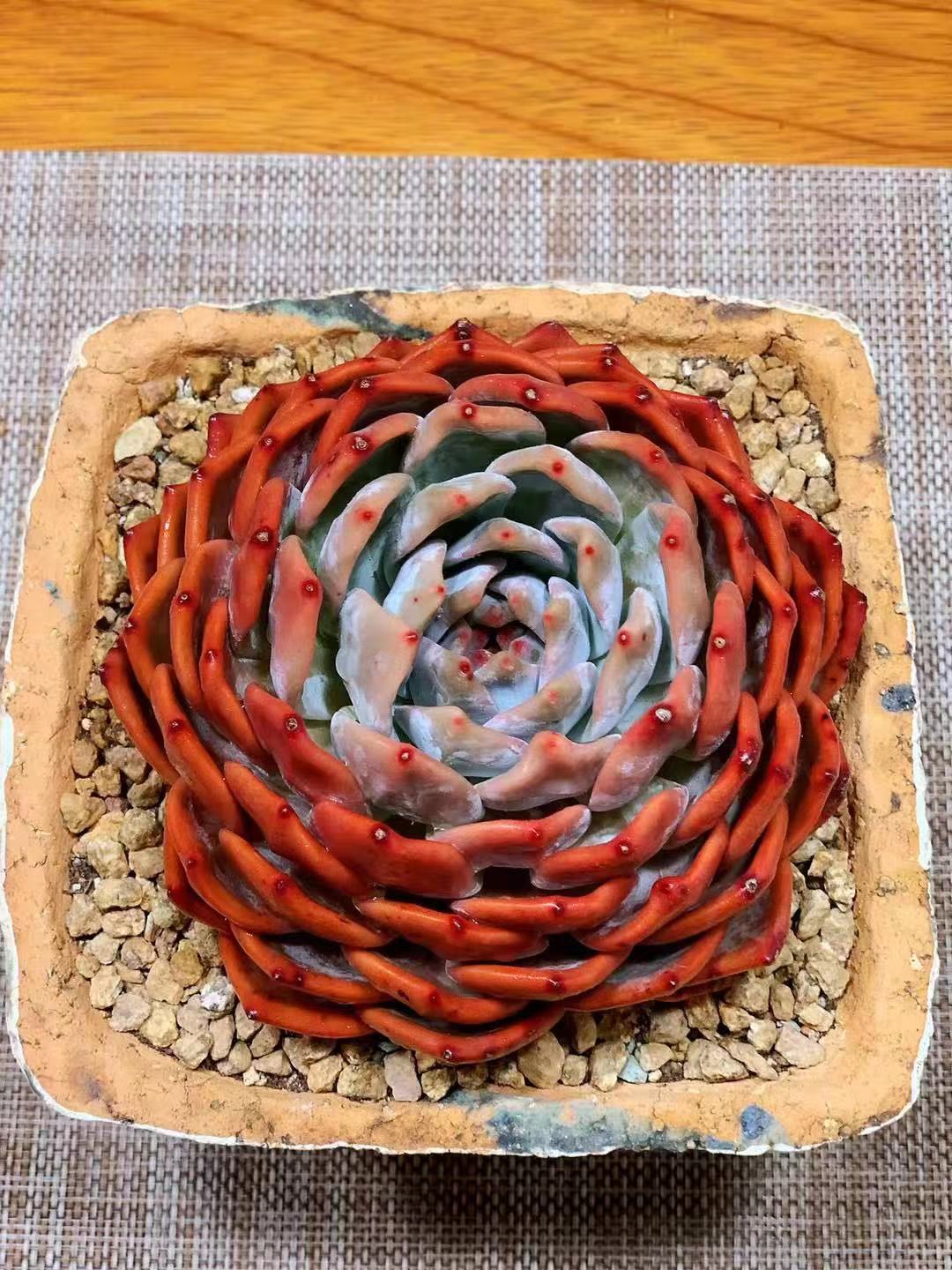 橙梦露怎么养容易出颜色,橙梦露一般怎么养护