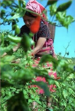 清迈民族品牌有哪些,清迈民族服饰