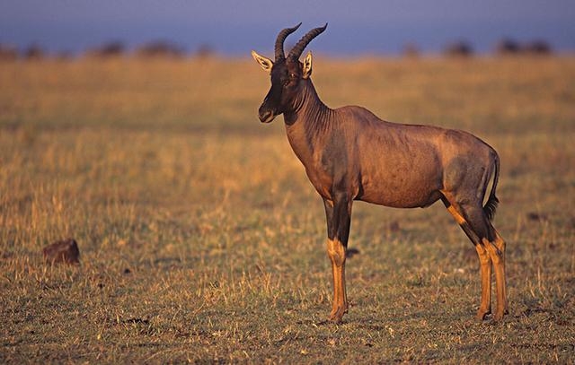 非洲牛科,物种繁多,来认识一下非洲大陆的各种羚羊吧