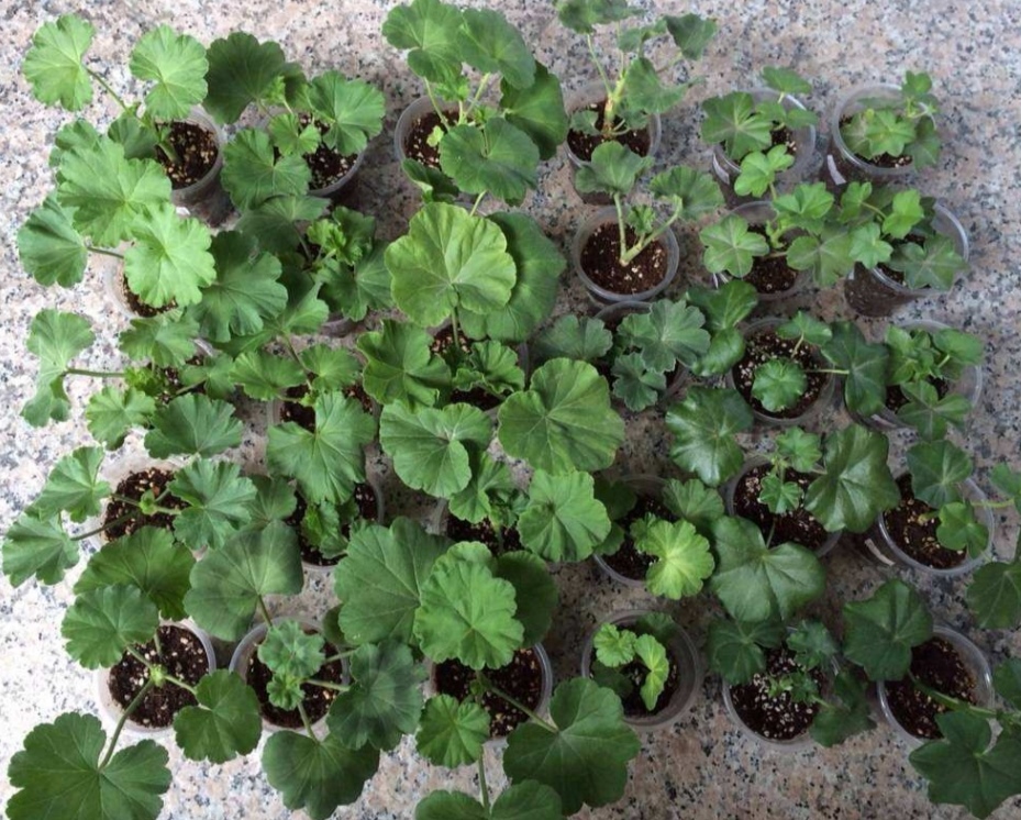 天竺葵怎么养才开花长久,天竺葵怎样养护开花不断