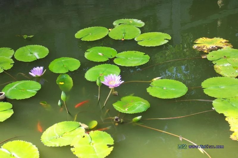 养龟养什么植物,养龟环境种什么植物