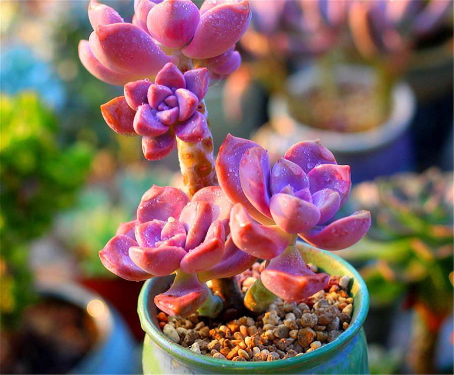 紫乐悬崖桩不修根可以上盆吗,多肉紫乐怎么养成老桩