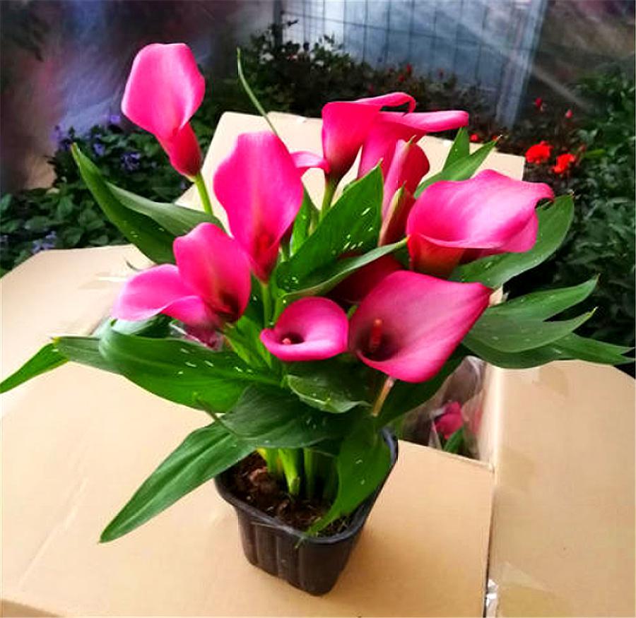 马蹄莲怎么可以开花多,马蹄莲开花的方式是什么