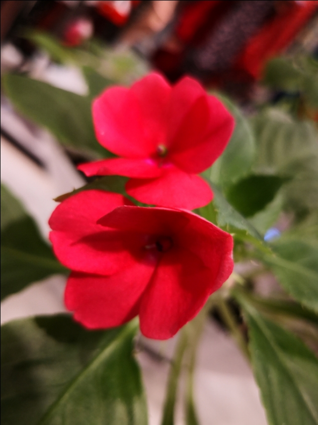 西宁之夏丨遇见美丽的凤仙花