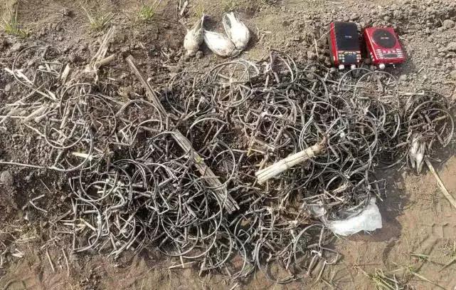 从禾花雀到云雀，又一种鸟快被中国人吃绝种了！