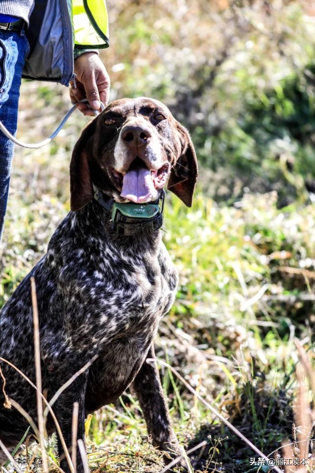 用鹰捕猎,用老鹰捕猎