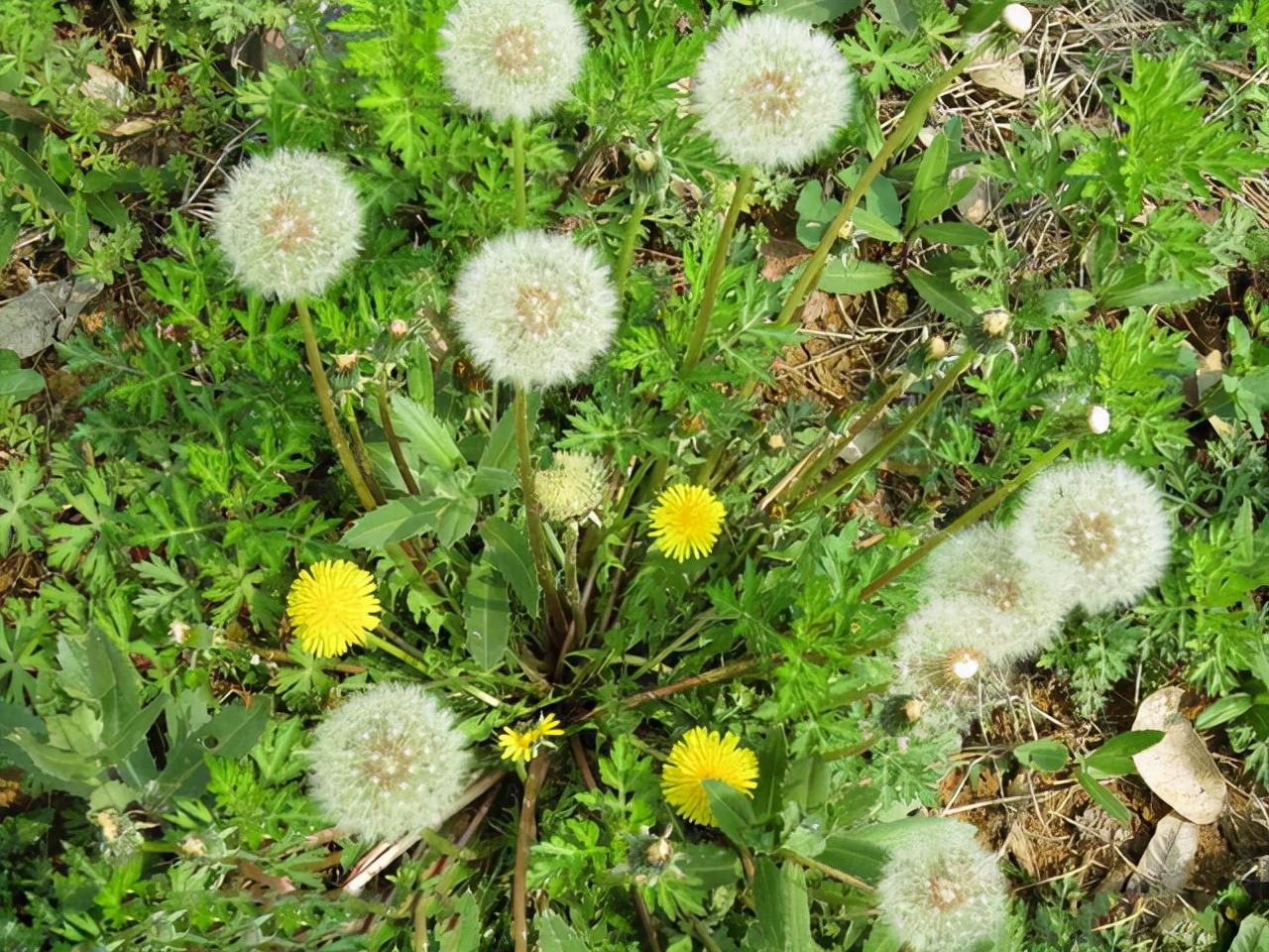 喝蒲公英消除结节是真还是假,五十岁大姐喝蒲公英消结节