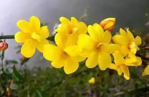 全国56个城市的市花,全国56个城市市花一览