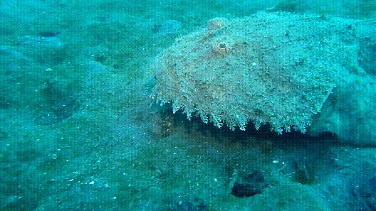 海鲜市场这4种鱼人工无法养殖,海鲜市场适合养什么鱼